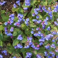 Pulmonaria angustifolia