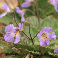 x Ramberlea 'Inchgarth'