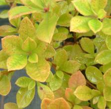 Rhododendron choptank x flammeum