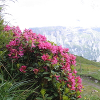 Buy Rhododendron ferrugineum