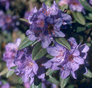 Rhododendron hippophaeoides