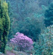 Rhododendron 'Praecox'
