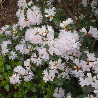 Rhododendron racemosum