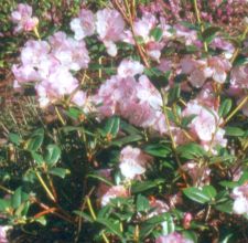 Rhododendron x cilpinense