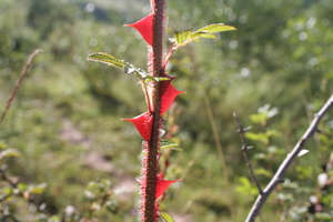 Rosa sericea subsp. omeiensis f. pteracantha