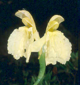 Roscoea cautleyoides