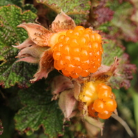 Rubus calycinoides