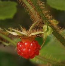 Rubus tricolor fruit