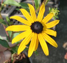 Rudbeckia fulgida var. sullivantii  'Goldsturm'