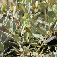Salix CK8/95