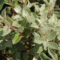 Salix lapponum compact form
