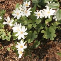 Sanguinaria canadensis