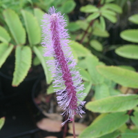 Sanguisorba hakusanensis