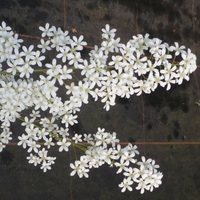 Saxifraga 'Ailsa Ruth'