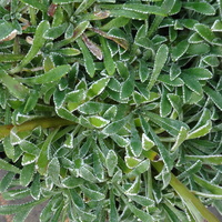 Saxifraga 'Ailsa Ruth' foliage