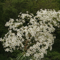 Saxifraga 'Anneka Hope'