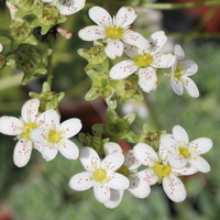Saxifraga callosa 'Lissadell'