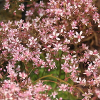 Saxifraga 'Clarence Elliott'