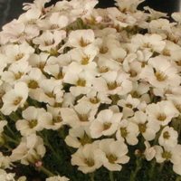 Saxifraga 'Cumulus'