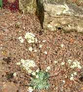 Saxifraga 'Dr. Clay'