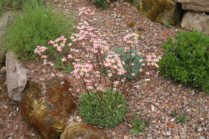 Saxifraga 'Esther'