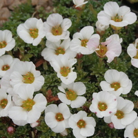 Saxifraga iranica 'Cumulus'