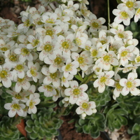 Saxifraga 'Kath Dryden' (x anglica)