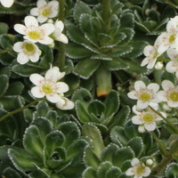 Saxifraga 'Kath Dryden' (x anglica)