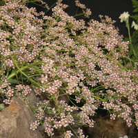 Saxifraga 'Sue Tubbs'