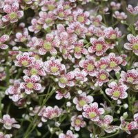 Saxifraga 'Sue Tubbs'