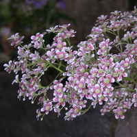 Saxifraga 'Sue Tubbs'
