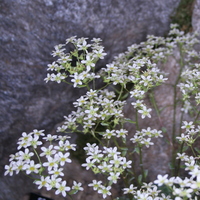 Saxifraga 'Vreny'
