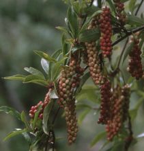 Schisandra chinensis