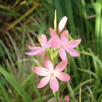 Schizostylis coccinea pink