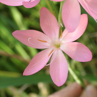 Schizostylis coccinea pink