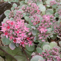 Sedum ewersii