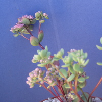 Sedum ewersii