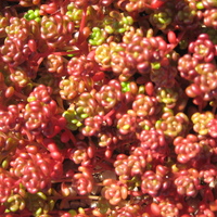 Sedum oreganum