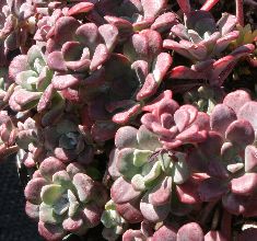 Sedum spathulifolium 'Purpureum'