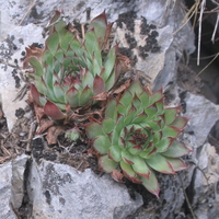 Sempervivum calcareum