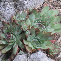 Sempervivum calcareum