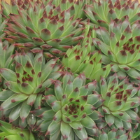 Sempervivum calcareum