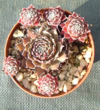 Sempervivum 'Corsair'