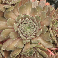 Sempervivum 'Engle's'