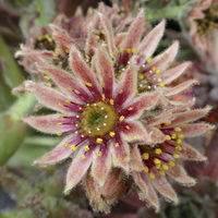 Sempervivum 'Engle's'