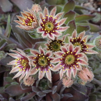 Sempervivum 'Engle's'