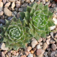 Sempervivum 'Jupiter'
