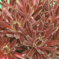 Sempervivum 'King George'