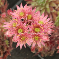 Sempervivum 'King George'
