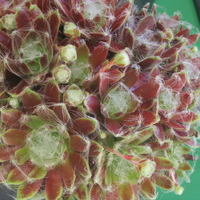 Sempervivum 'Kramers Spinrad'